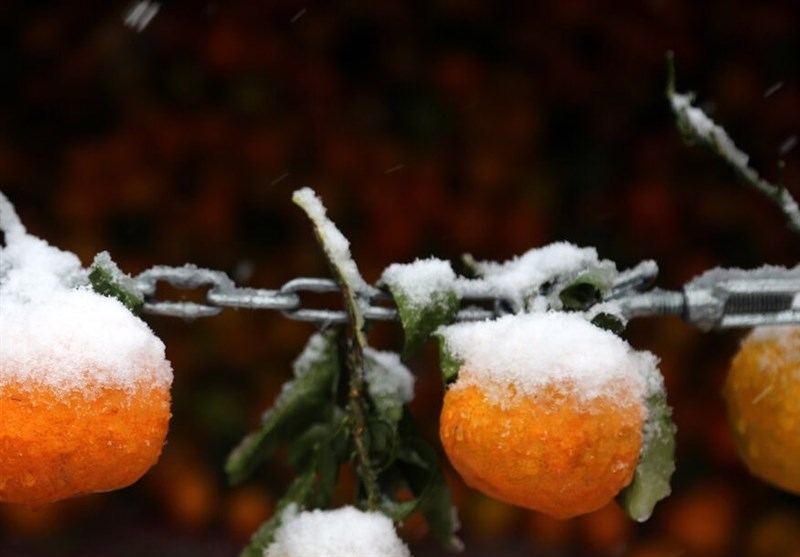 هواشناسی ایران1404/9/19 فعالیت سامانه بارشی در 24 استان